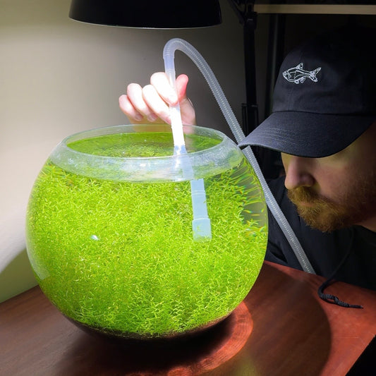 Rasbora Fish Dad Hat