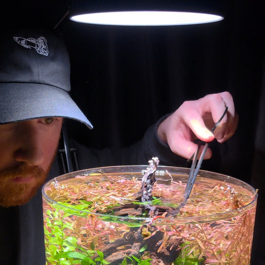Guppy Fish Dad Hat