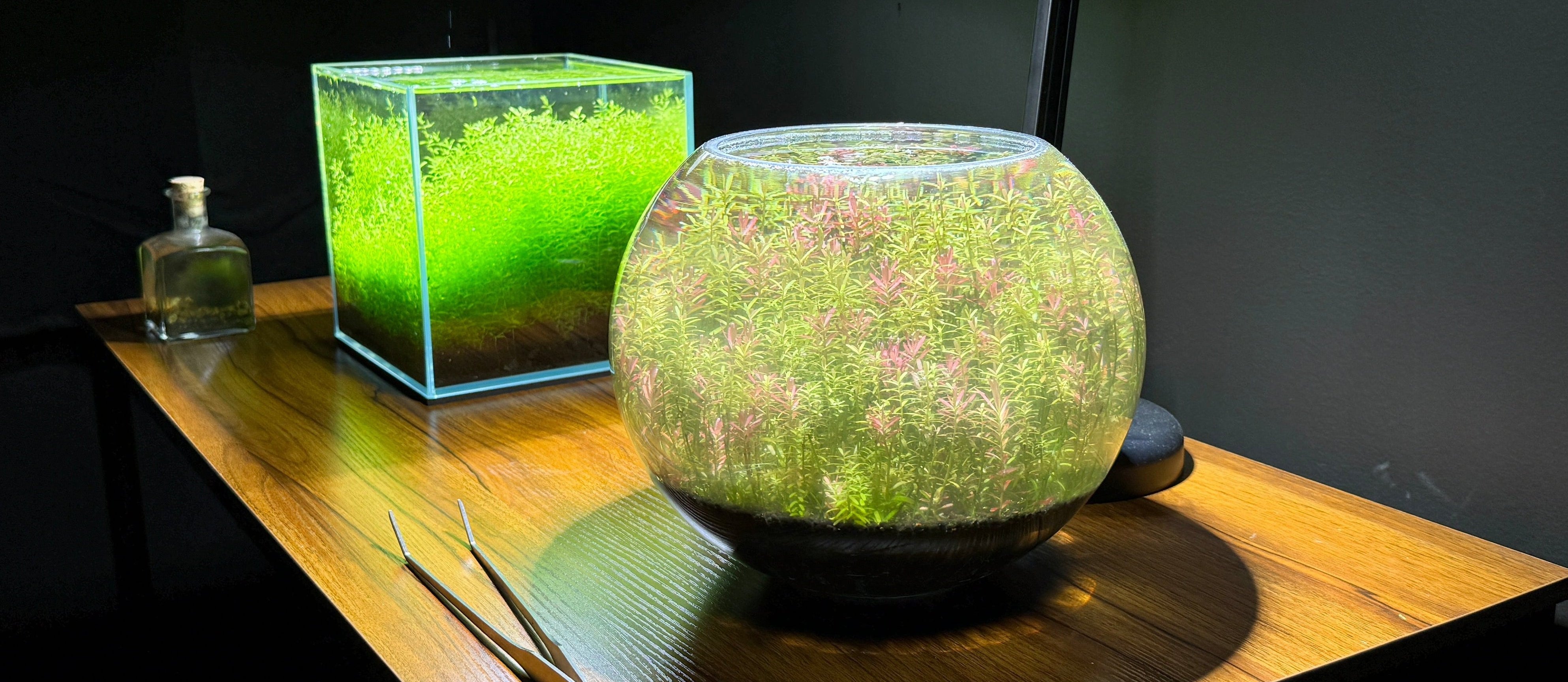 Nano cube carpeted in green plants beside a round bowl aquascape of pink stem plants on a wooden desk
