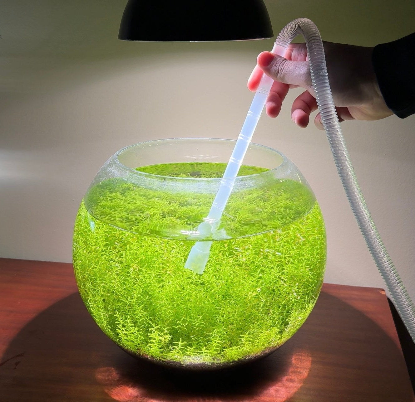 Hand holding the siphon intake in a round bowl full of green stem plants under a lamp