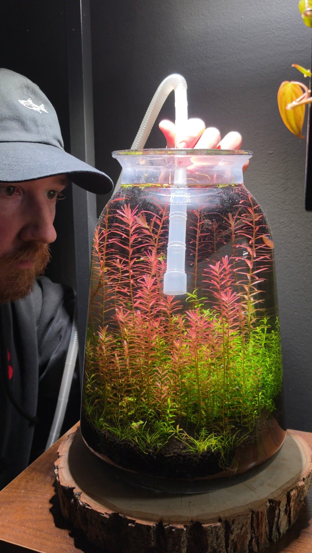 Aquascaper in a gray cap siphoning a tall glass jar of red and green stem plants
