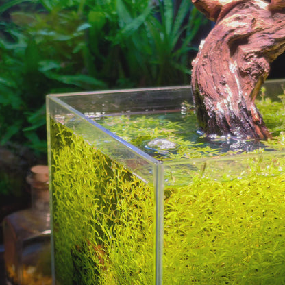 Nano Aquarium Siphon Hose Kit